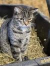 Leo the barn cat