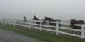 Mares on a foggy morning